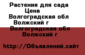 Растения для сада › Цена ­ 300 - Волгоградская обл., Волжский г.  »    . Волгоградская обл.,Волжский г.